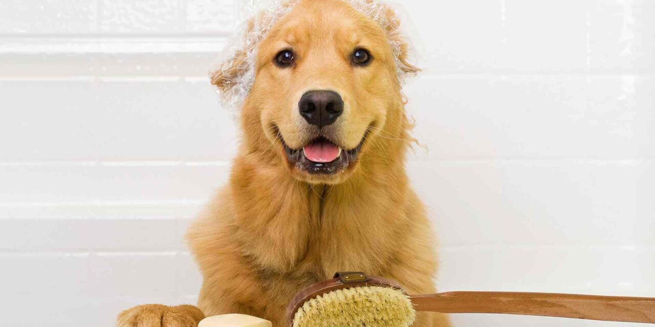 Dog Grooming Essentials: Getting Ready for Your Pet’s Appointment